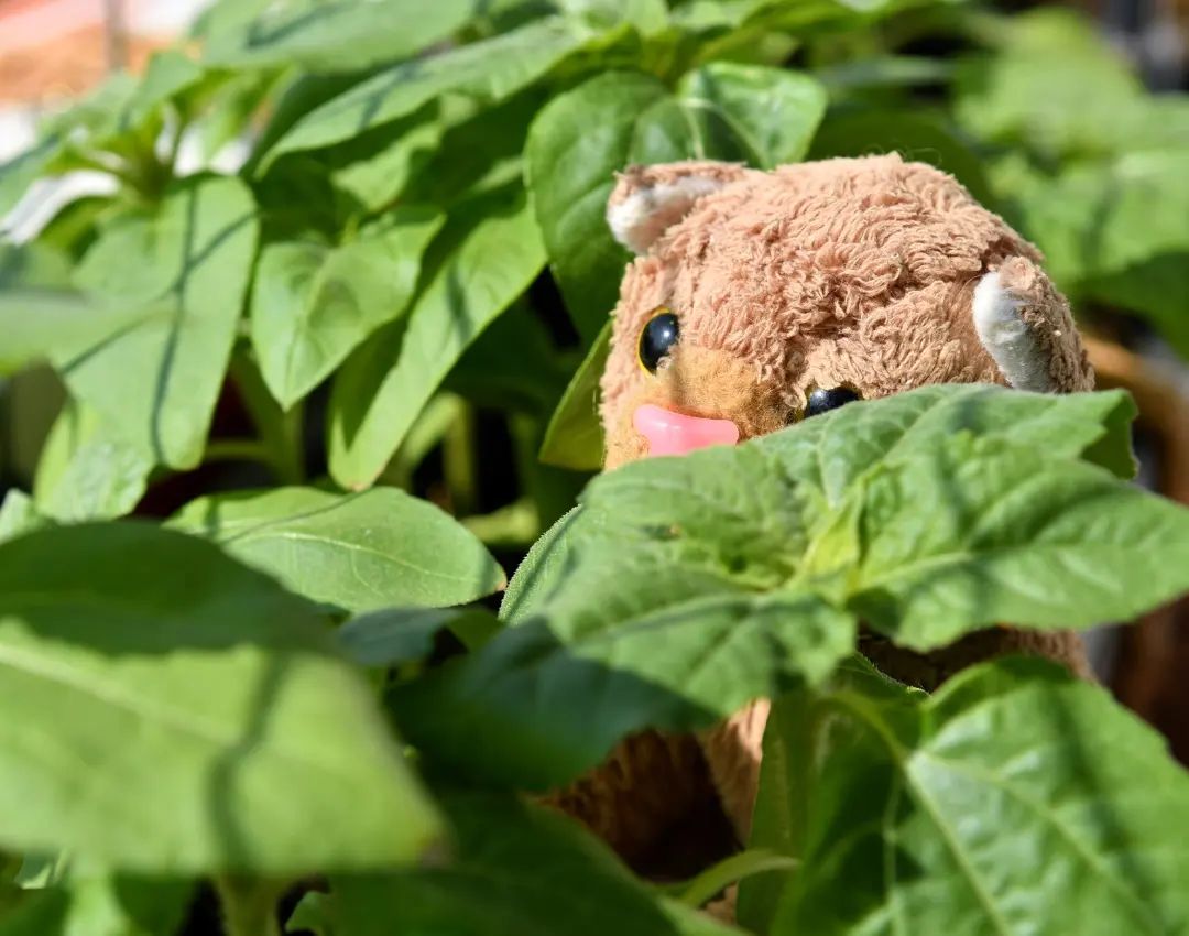 Hallo, hier ist eure Swede, und ich verrate euch jetzt etwas, aber ihr dürft nicht lachen! Denn @charliejost50 fragte neulich, ob wir bei der diesjährigen Sunflower Challenge mitmachen würden - natürlich sind wir wieder am Start. Aber bevor ihr jetzt vielleicht doch lacht wegen des eher geringen Wuchses unserer Blumen, muss ich schnell noch sagen, dass es dieses Mal Mini-Sonnenblumen sind, die kaum größer werden als ich. Und das sind sie jetzt, kurz vor der Blüte.🇬🇧Hello, this is your Swede, and I&#039;ll tell you something, but don&#039;t laugh!  Because @charliejost50 recently asked if we would take part in this year&#039;s Sunflower Challenge - of course we do. However, before you start laughing anyways because of the rather small growth of our plantlets, I have to explain that these are mini sunflowers that hardly grow any bigger than me.  And that&#039;s what they are now, just before flowering. #Sunflower  #BalconyPlant  #Sonnenblume  #Mini  #Balkonpflanze  #plushiesunflowerchallenge2023  #JubaOnTour  #PlushiesOfInstagram  #PlushiesOfGermany  #Stofftier  #Plueschtier  #Plushie  #Kuscheltier  #plushies  #plushiecommunity  #instaplushies  #stuffies  #stuffiesofinstagram  #plushielife  #Kuscheltier⁵