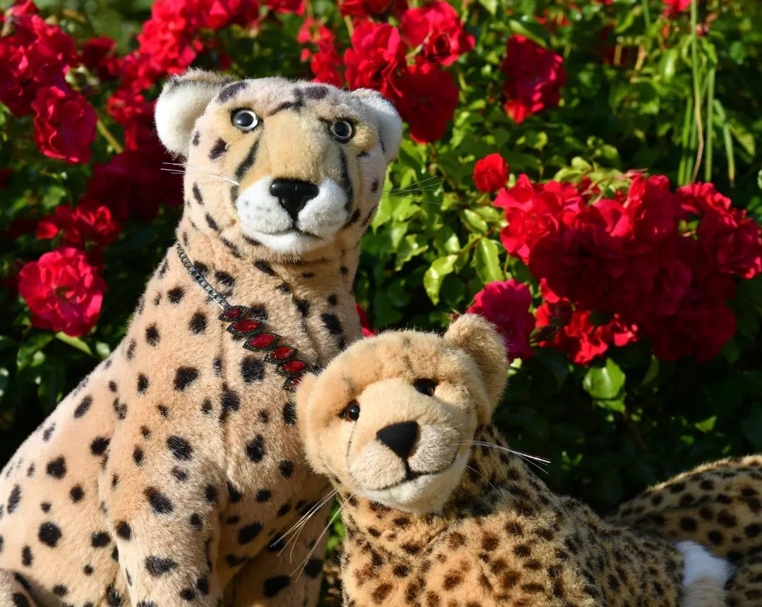 Nachdem die Kinder zu Bett gebracht und von Mara bewacht- ich wollte sagen, gehütet wurden, blieb Niara und mir etwas Zeit für Zweisamkeit bei einem Abendspaziergang. Weit kamen wir nicht, als wir an einem Rosenstrauch anlangten, der da mit seinen blühenden Prätentiosen dastand, als hielt er sich für etwas Besseres. Zum Glück war Niara bei mir, die mit ihrer Schönheit selbst Rosensträucher zu einer Distel diminuiert. Das hatte er nun davon, der arrogante Strauch.🇬🇧Right after the cubbies were put to bed and tended by Mara, me and my Niara had some time for an intimate evening stroll. We didn’t get far when we came to a rosebush, which stood there with its blooming lofty delicacy. Luckily Niara was with me, whos beauty reduces even a rose to a thistle. Well deserved, you arrogant bush. #Rosen  #Roses  #RedRoses  #Flowers  #JubaOnTour  #PlushiesOfInstagram  #PlushiesOfGermany  #Plushie  #Kuscheltier  #plushies  #plushiecommunity  #instaplushies  #stuffies  #stuffiesofinstagram  #plushielife  #plushieadventures