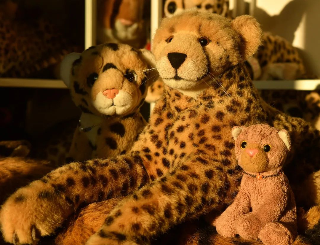 Us, sitting on a huuuge tigers back watching the sunrise. Good Morning, fellas. #JubaOnTour  #PlushiesOfInstagram  #PlushiesOfGermany  #Plushie  #Kuscheltier  #plushies  #plushiecommunity  #instaplushies  #stuffies  #stuffiesofinstagram  #plushielife  #plushieadventures  #Koesen  #KoesenerSpielzeug  #GoodMorning  #Sunrise  #Sonnenaufgang  #GutenMorgen