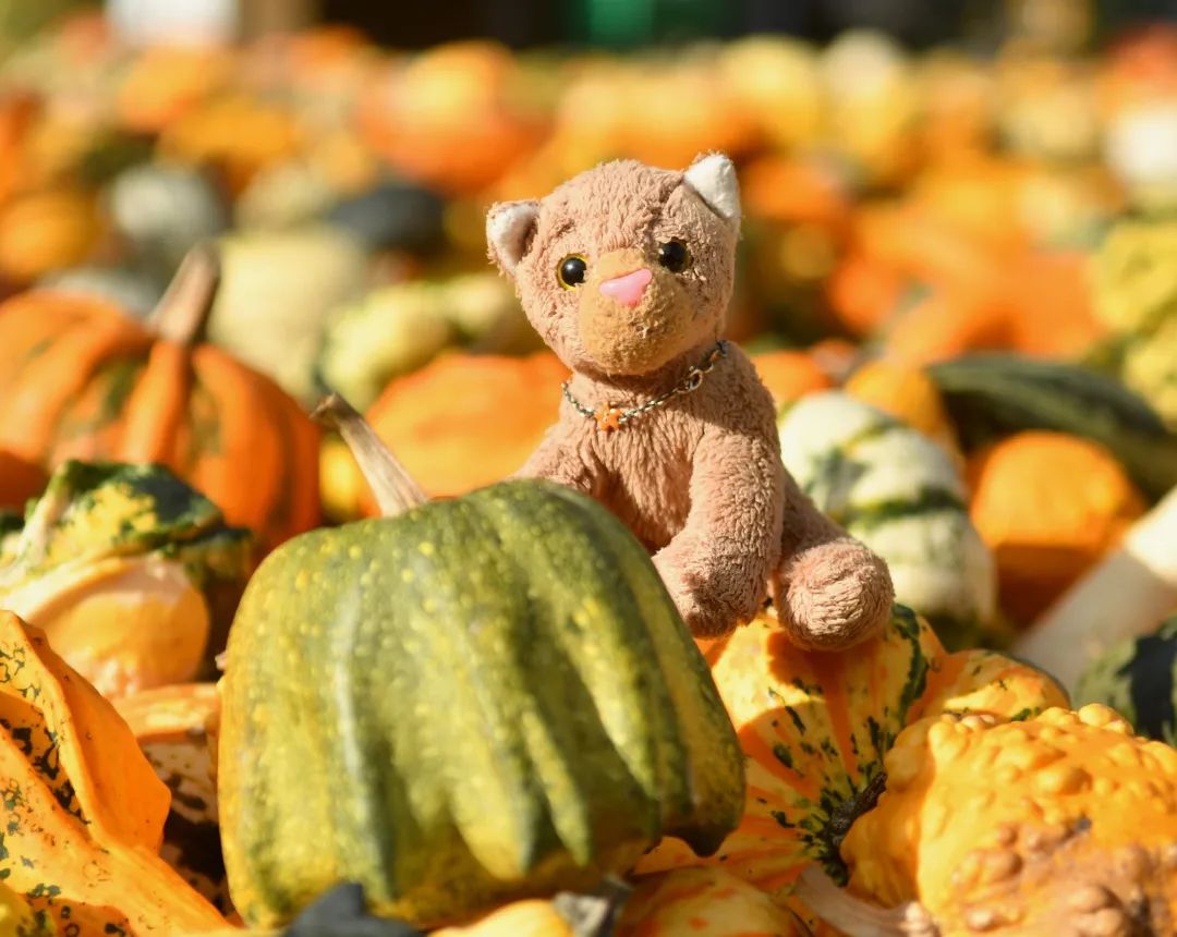 Heute bekamen wir eine Aufgabe: Wir sollten uns um die Kürbisse für eine halloweenige Dekoration kümmern. Also ließen wir uns zur »Kürbiswiese« fahren, um ebenjener Kürbisse habhaft zu werden. Aber welche Kürbisse sollten wir nehmen? Und wie viele? Und welcher Art? Die Auswahl war so groß – welche Kürbisse wären die richtigen? Es waren einfach zu viele. Viel zu viele. All die Kürbisse. Überall Kürbisse. Kürbisse überall.🇬🇧Today we were given a task: we were supposed to find some pumpkins for a halloweenesque decoration. ; we were driven to the “pumpkin meadow” to get some. But which pumpkins should we take with us? And how many? What kind of? Which pumpkins would be the right ones? There were just too many. Way too many. All those pumpkins. Pumpkins everywhere. Everywhere pumpkins. #Pumpkin  #Pumpkinmeadow  #Kuerbis  #Kuerbiswiese  #Halloween  #JubaOnTour  #PlushiesOfInstagram  #Plushie  #Kuscheltier  #plushies  #plushiecommunity  #instaplushies  #theinstaplushies  #stuffies  #plushielife  #plushieadventures  #Koesen  #KoesenerSpielzeug