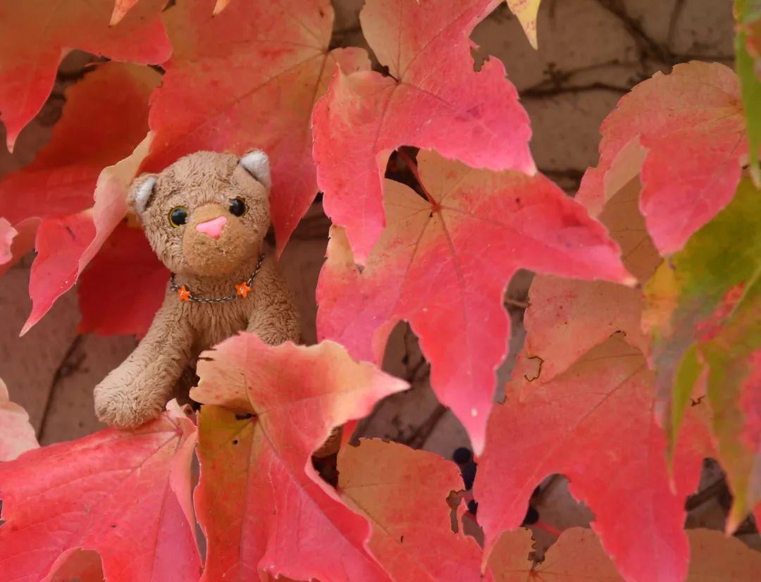 Der Herbst ist da. Anfangs nur zaghaft, zieht er nun mit Gewalt durch die Baumwipfel und färbt alles bunt, das der Wind streift. Da ist kaum noch ein Blatt, das neben dem gewöhnlichen Grün nicht noch eine weitere Farbe hat. Überall liegen Blätter, mancherorts sind es ganze Laubhaufen, jeder Schritt knistert, und weil all das einen ganz besonderen Reiz hat, beginnen wir die Woche mit einem kleinen Herbst-Special – lauter Posts mit Laub und Sonne und Liebe.Den Anfang macht unsere supersüße Swede, die da in einer knallroten Kletterpflanze hockt.PS: Die Captions fallen etwas sparsamer aus als üblich, da unser Mensch meint, krank zu sein. Hat er sich ja toll ausgedacht. Erst Herbst-Special anzetteln und dann krank sein - merkst&#039;e selber.🇬🇧Autumn has come. Initially hesitant, now it moves violently through the treetops and colors everything that the wind touches. There is hardly a leaf that doesn’t have another color besides the usual green. There are leaves everywhere, in some places there are piles of leaves, every step crackles, and because all of this has a very special charm, we start the week with a little autumn special - lots of posts with leaves and sun and love.Let’s start with our super sweet Swede, sitting in a bright red climbing plant. #Autumn  #Leaves  #ColorfulLeaves  #AutumnSpecial  #GoldenOctober  #JubasHerbstSpecial  #Herbst  #Laub  #BunteBlaetter  #HerbstSpecial  #GoldenerOktober  #JubaOnTour  #PlushiesOfInstagram  #Plushie  #Kuscheltier  #plushies  #plushiecommunity  #instaplushies  #theinstaplushies  #stuffies  #plushielife  #plushieadventures