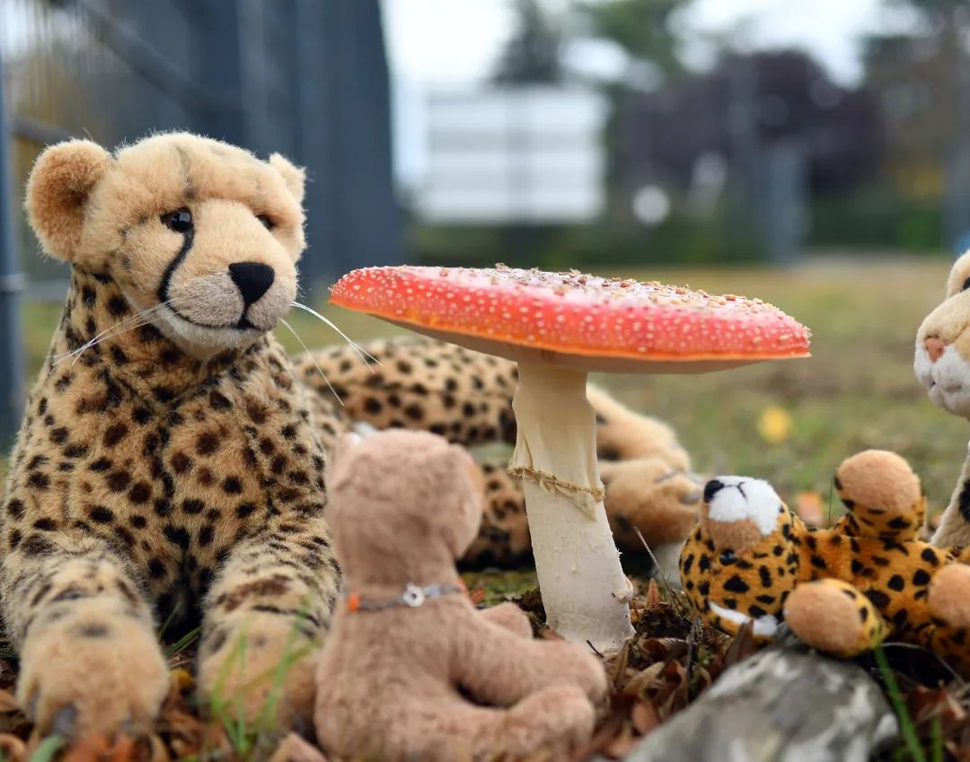 Was darf bei einer Herbstwoche nicht fehlen? Pilze! Monströse Fliegenpilze. Und hier sind sie.🇬🇧What mustn&#039;t be missing in our autumn special week?  Mushrooms! Monstrous shrooms. Toadstools.  And here they are. #Toadstool  #Fliegenpilz  #Mushrooom  #Autumn  #Leaves  #AutumnSpecial  #GoldenOctober  #JubasHerbstSpecial  #Herbst  #Laub  #BunteBlaetter  #HerbstSpecial  #GoldenerOktober  #JubaOnTour  #PlushiesOfInstagram  #Plushie  #Kuscheltier  #plushies  #plushiecommunity  #instaplushies  #theinstaplushies  #stuffies  #plushielife  #plushieadventures  #Koesen  #KoesenerSpielzeug