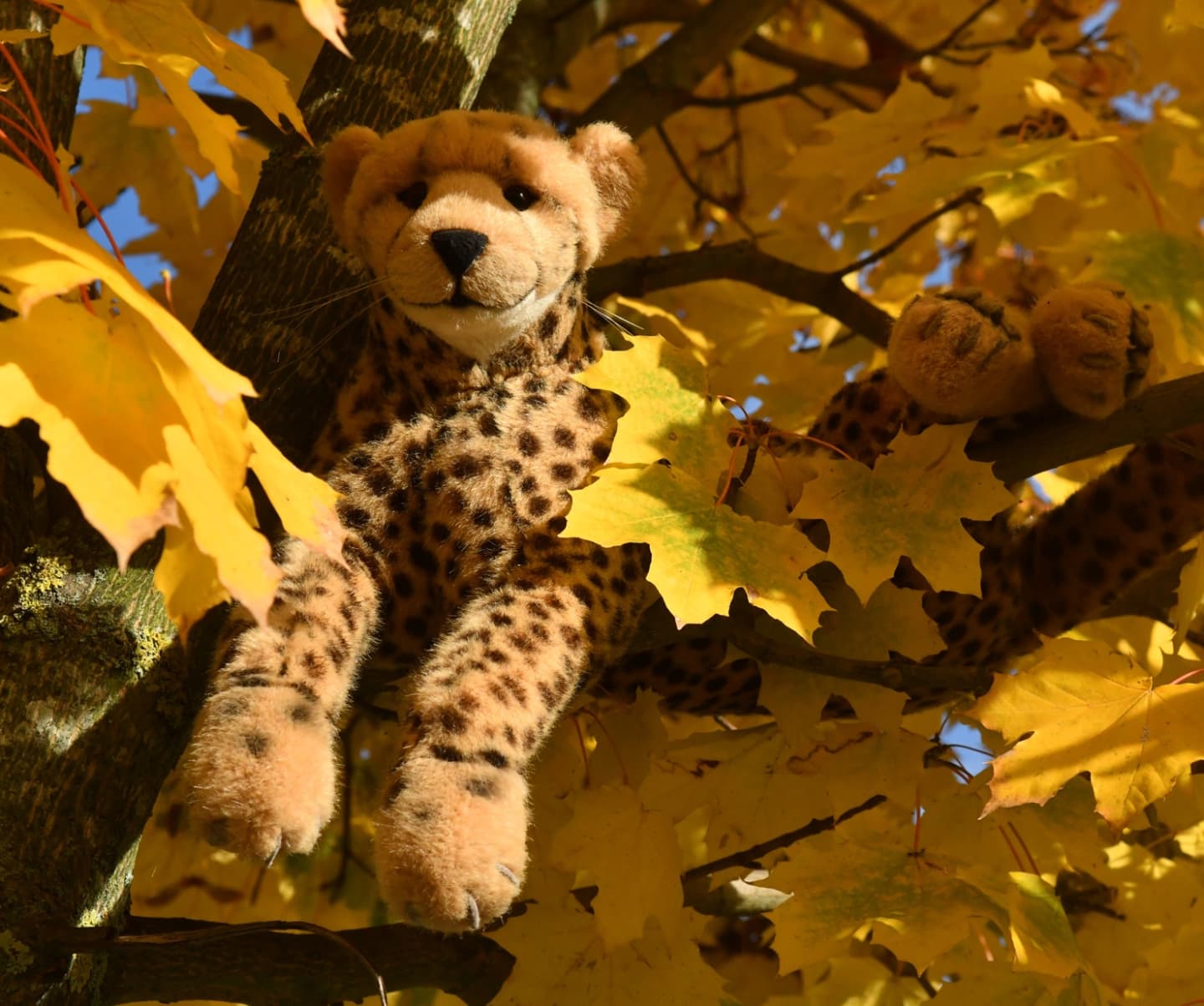 Whoa, ich glaube, der Herbst ist da. Ihr kennt mich, normalerweise ist das kein Grund zur Freude, ist der Herbst doch nichts als der Überbringer schlechter Wetternachrichten. Vorbei die Sonne, vorbei die herrliche Hitze, vorbei die lauschigen Nächte. Stattdessen erwarten uns fünf Monate Dunkelheit und bittere Kälte und bald auch Schnee. Unausweichlich. Grausam.Aber so sehr ich den Sommer schon jetzt vermisse, ist der Herbst nicht nur schlecht. Nein, im Herbst gibt es diese zwei, drei Wochen, in denen sich die Bäume und Sträucher und Gräser und Pflanzen verwandeln. Was gestern noch grün, ist morgen schon rot und gelb, golden. Ich geb’s gern zu: Das ist wunderbar. Doch muss man schnell sein, all die Wunder zu sehen, ehe sie ebenso schnell im Grau des Herbsts vergehen.Drum wollen wir in dieser Woche den Herbst ein wenig feiern in all seinen Farben. Das wird wunderbar.🇬🇧Whoa, I think autumn is here. Those who know me, normally that’s no reason for happyness, as autumn is nothing but the bearer of bad weather news. Gone is the sun, gone is the wonderful heat, gone are the cozy nights. Instead, five months of darkness and bitter cold await us, and soon snow. Inevitable. Heartless.But as much as I miss summer, autumn is not all bad. No, autumn comes with these two or three weeks when trees and bushes and grasses and plants transmute. What was green yesterday is red and yellow and golden tomorrow. I have to admit: It’s wonderful. But you have to be quick to see all the wonders before they disappear as quickly in the gray of autumn.So this week we want to celebrate autumn in all its colors. This will be fun. #Leaves  #Autumnleaves  #Foliage  #Laub  #Herbstlaub  #Herbst  #AutumnIsComing  #Autumn  #AutumnColours  #JubaOnTour  #PlushiesOfInstagram  #plushiecommunity  #instaplushies  #stuffies  #stuffiesofinstagram  #plushielife  #plushieadventures  #Koesen  #KoesenerSpielzeug