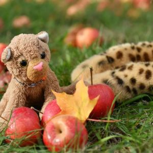 apples