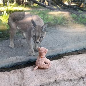 Caracal