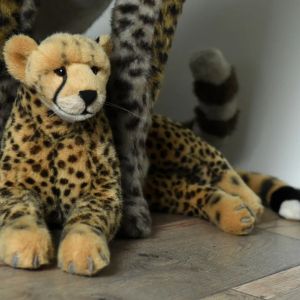 CheetahOnTheRocks