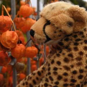 CheetahPlushie