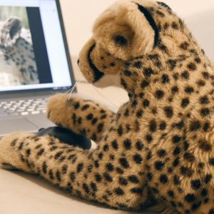CheetahTopic