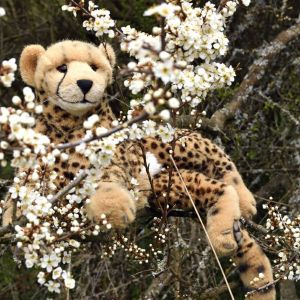 CheetahVsBush