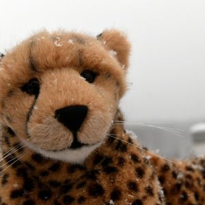 CheetahVsSnow