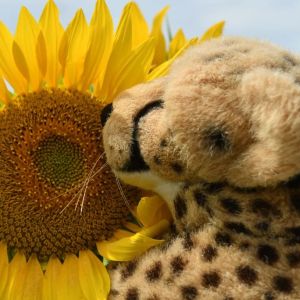 FieldsOfSunflower