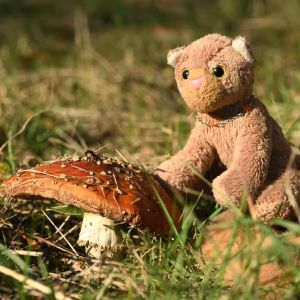 FlyAgaric