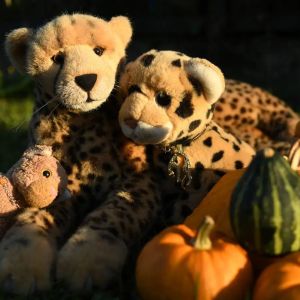 GradTheftPumpkin
