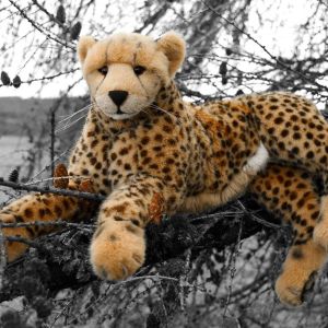 JubaInTheTree