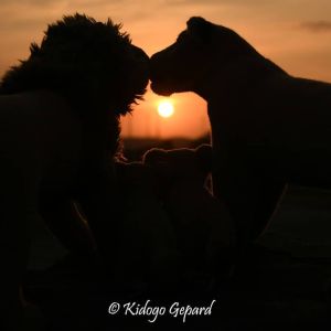 Lions