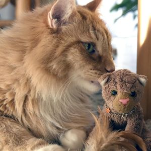 NorwegischeWaldkatze