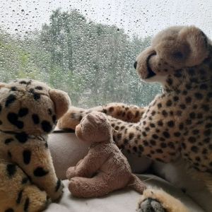 RainOnTheWindowPane