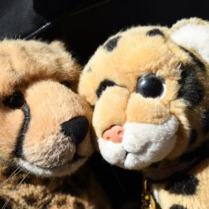 Schmusen