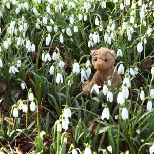 Schneegloeckchen