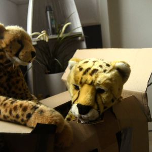 UnboxingCheetah