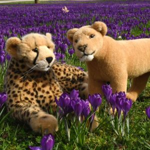VioletCrocusChallenge