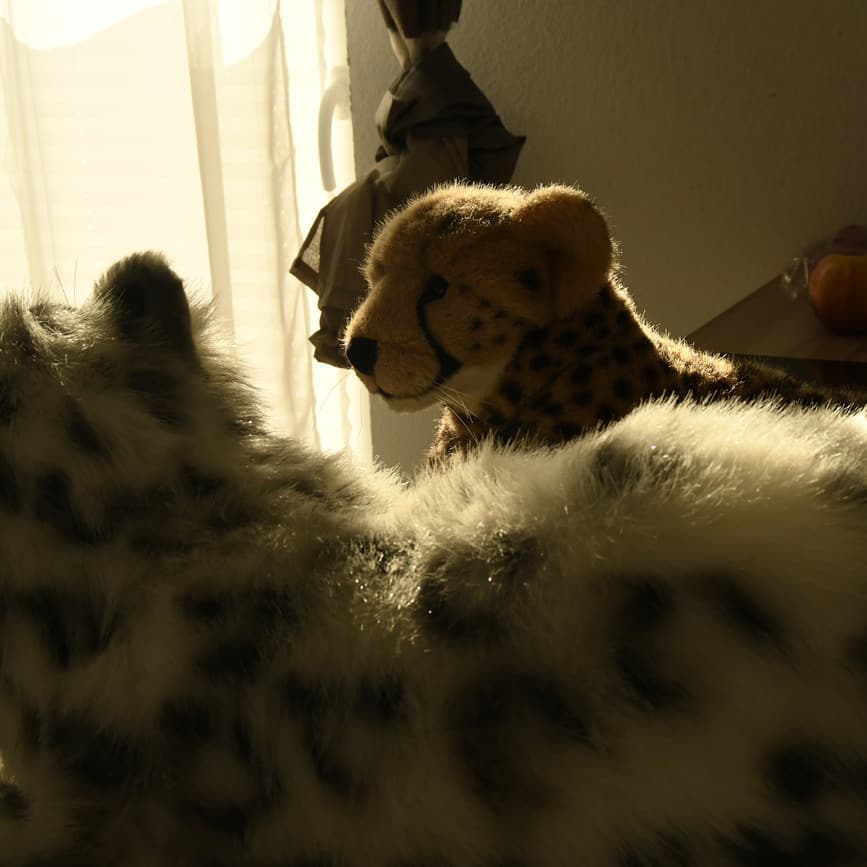 Photo by Juba Gepard on February 22, 2020.