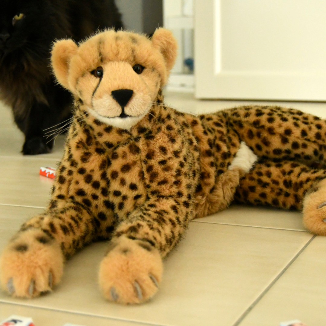 Photo by Juba Gepard on February 17, 2020.