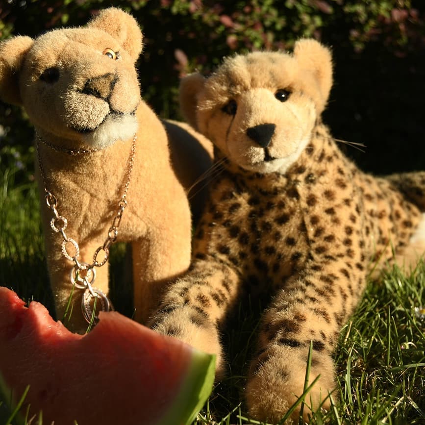Photo shared by Juba Gepard on May 05, 2020 tagging @honeygrovebears.