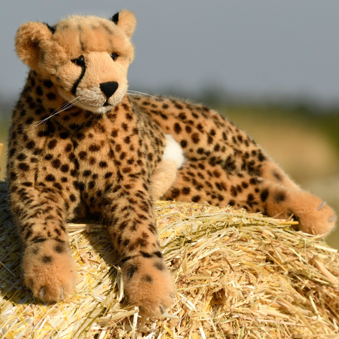 Photo by Juba Gepard on July 06, 2019.