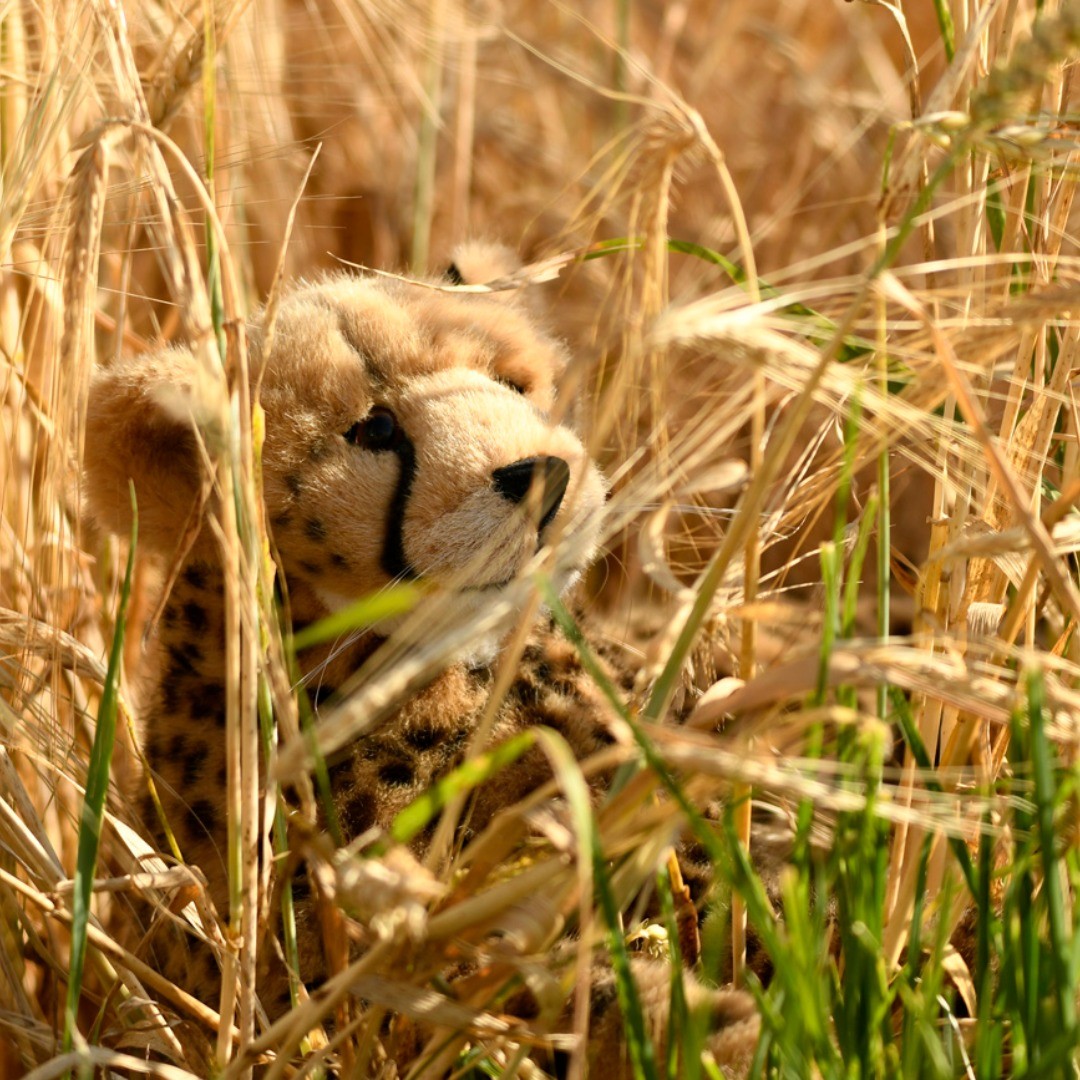 Photo by Juba Gepard on July 07, 2019.