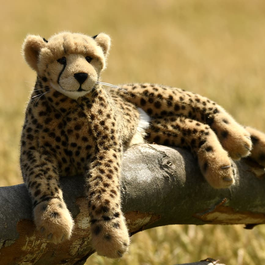 Photo by Juba Gepard on July 10, 2019.