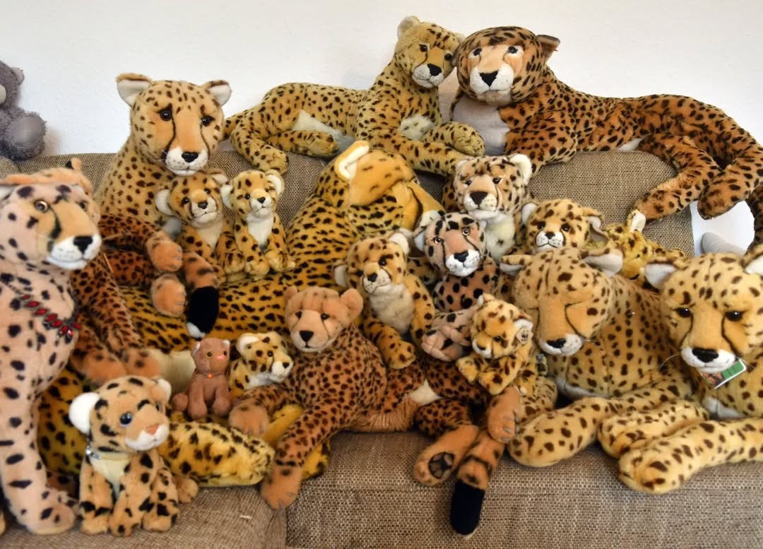 Photo shared by Juba Gepard on December 04, 2023 tagging @ccfcheetah.