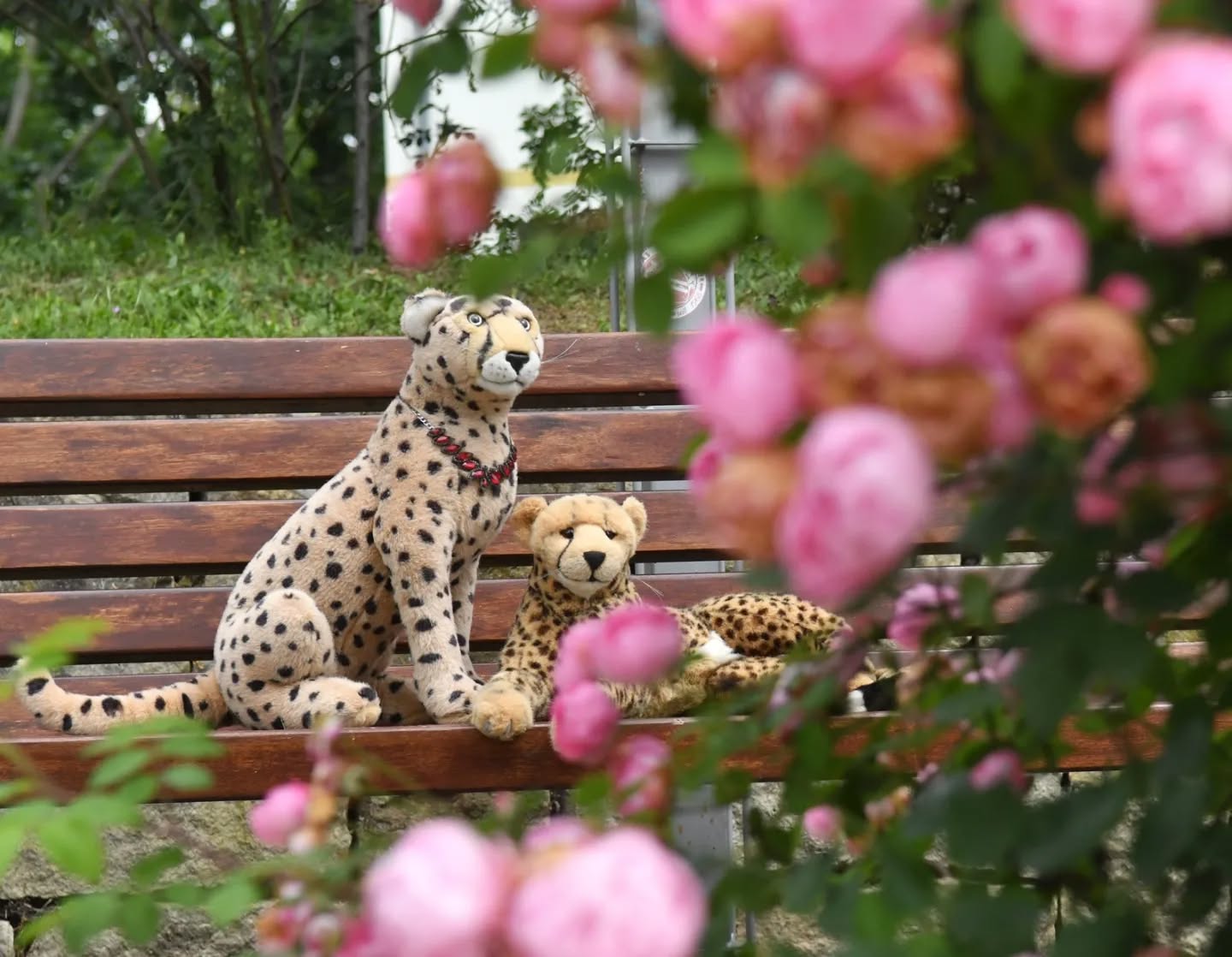 Photo by Juba Gepard on June 05, 2024.