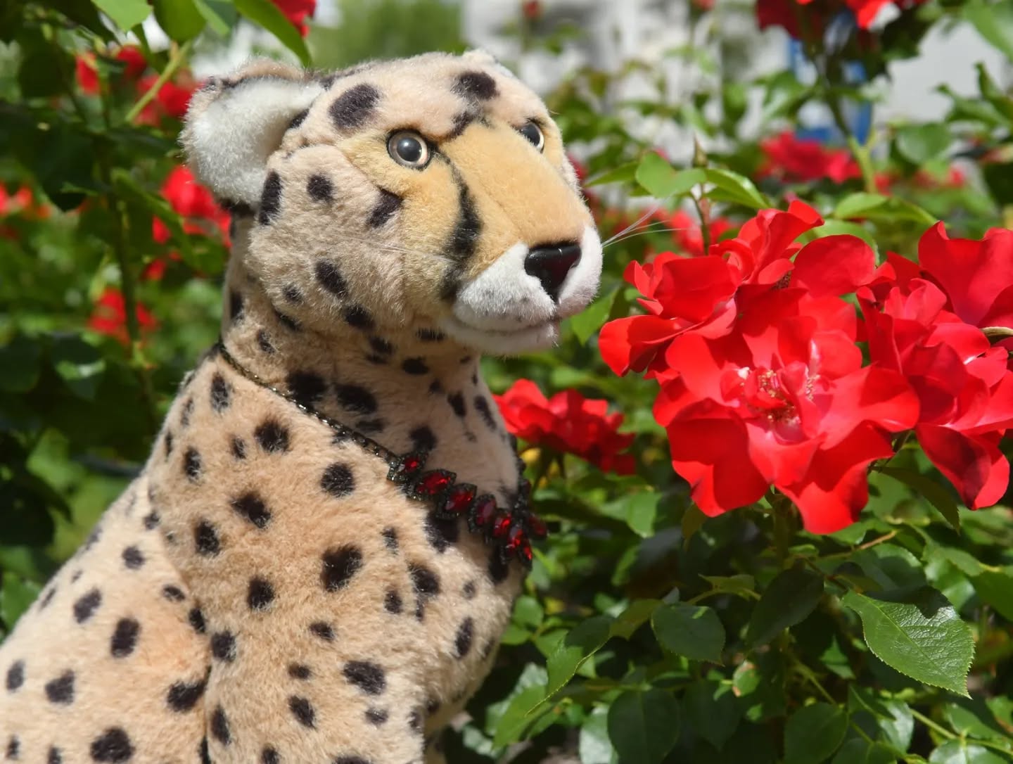 Photo by Juba Gepard on June 06, 2024.