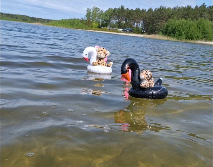 Time fi let dem wicked floaties inna di wata.  [#Swan] [#Sun] [#Schwan] [#Sonne] [#Floaties] [#Flamingo] [#FlamingoFloatie] [#Briesensee] [#Sea] [#Beach] [#Strand] [#Sun] [#Ausflug] [#JubaOnTour] [#Koesen] [#KoesenerSpielzeug]