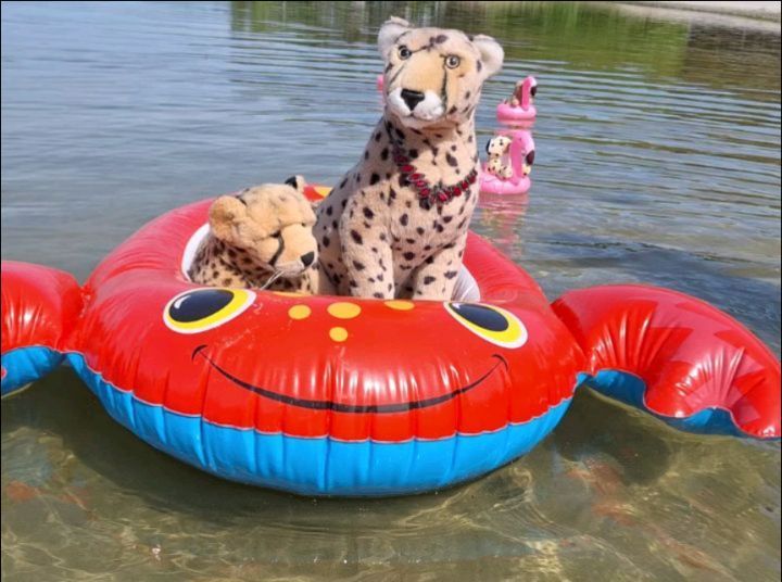 O weh, während die Cubbies gerade auf dem Wasser umhertrieben und ich die richtige Liegeposition für vollendete Faulheit gefunden hatte, raschelte es plötzlich neben mir in einer Tüte – Niara kramte ein weiteres Schwimmtier hervor. Zwicki!  Erinnert...