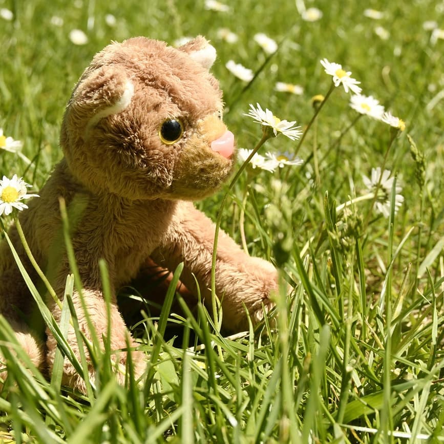 Photo by Juba Gepard on May 16, 2020.