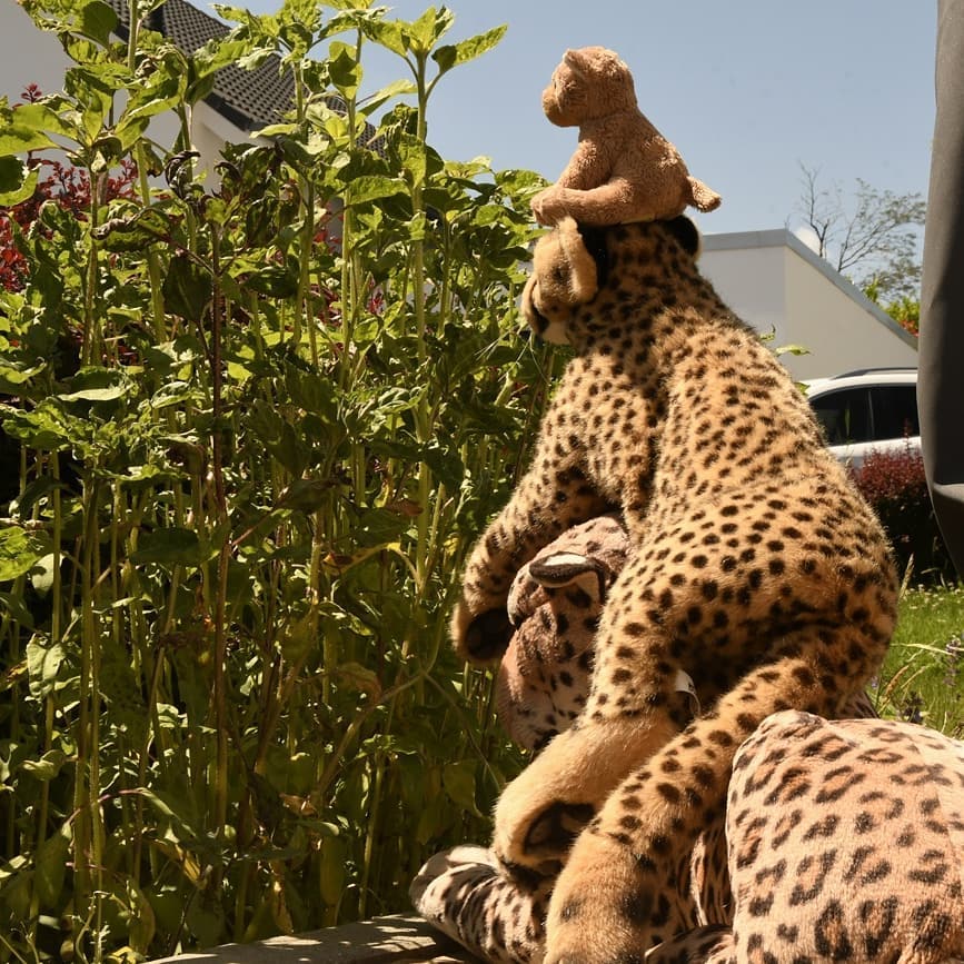 Photo by Juba Gepard on June 24, 2020.