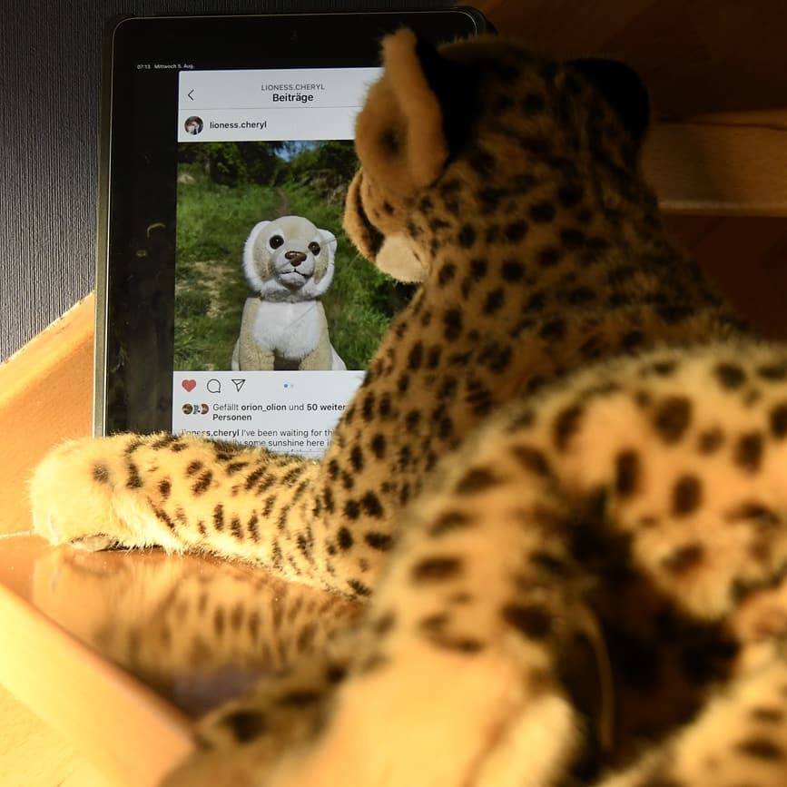 Photo shared by Juba Gepard on August 05, 2020 tagging @lioness.cheryl.