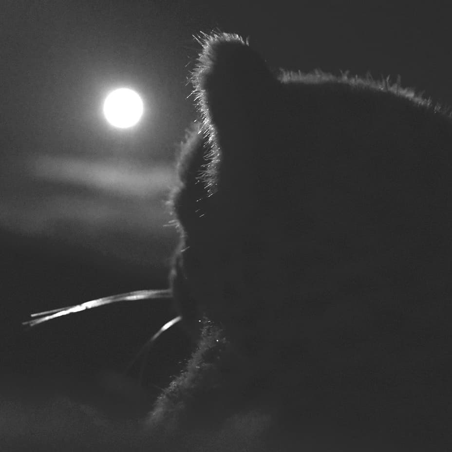 Photo by Juba Gepard on September 03, 2020.