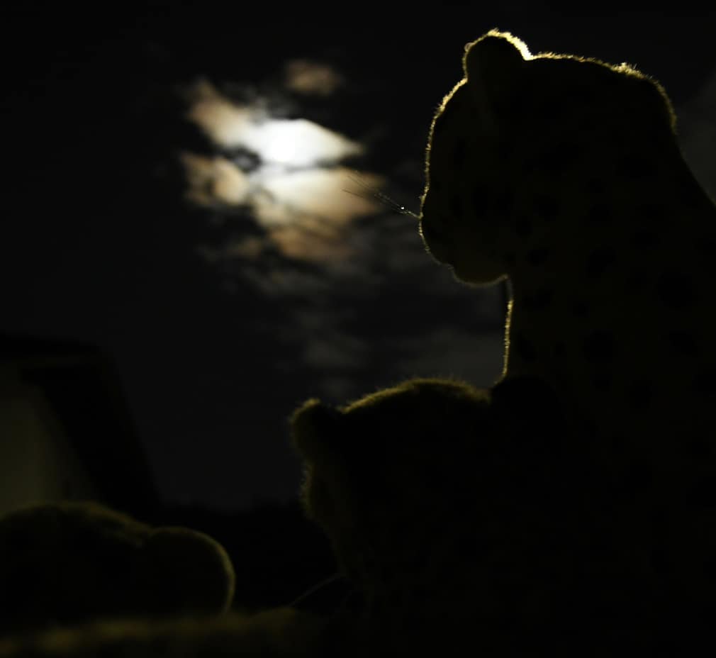 Photo by Juba Gepard on October 03, 2020.