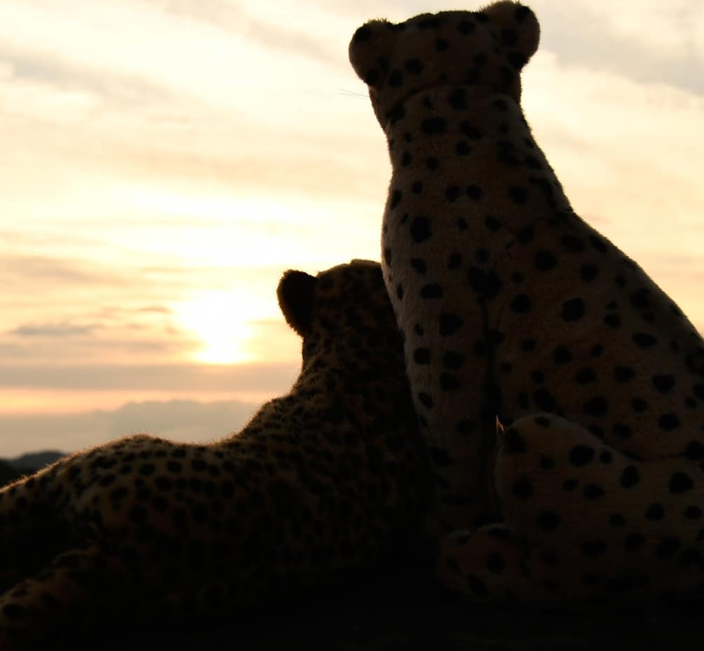 Photo by Juba Gepard on September 25, 2020.