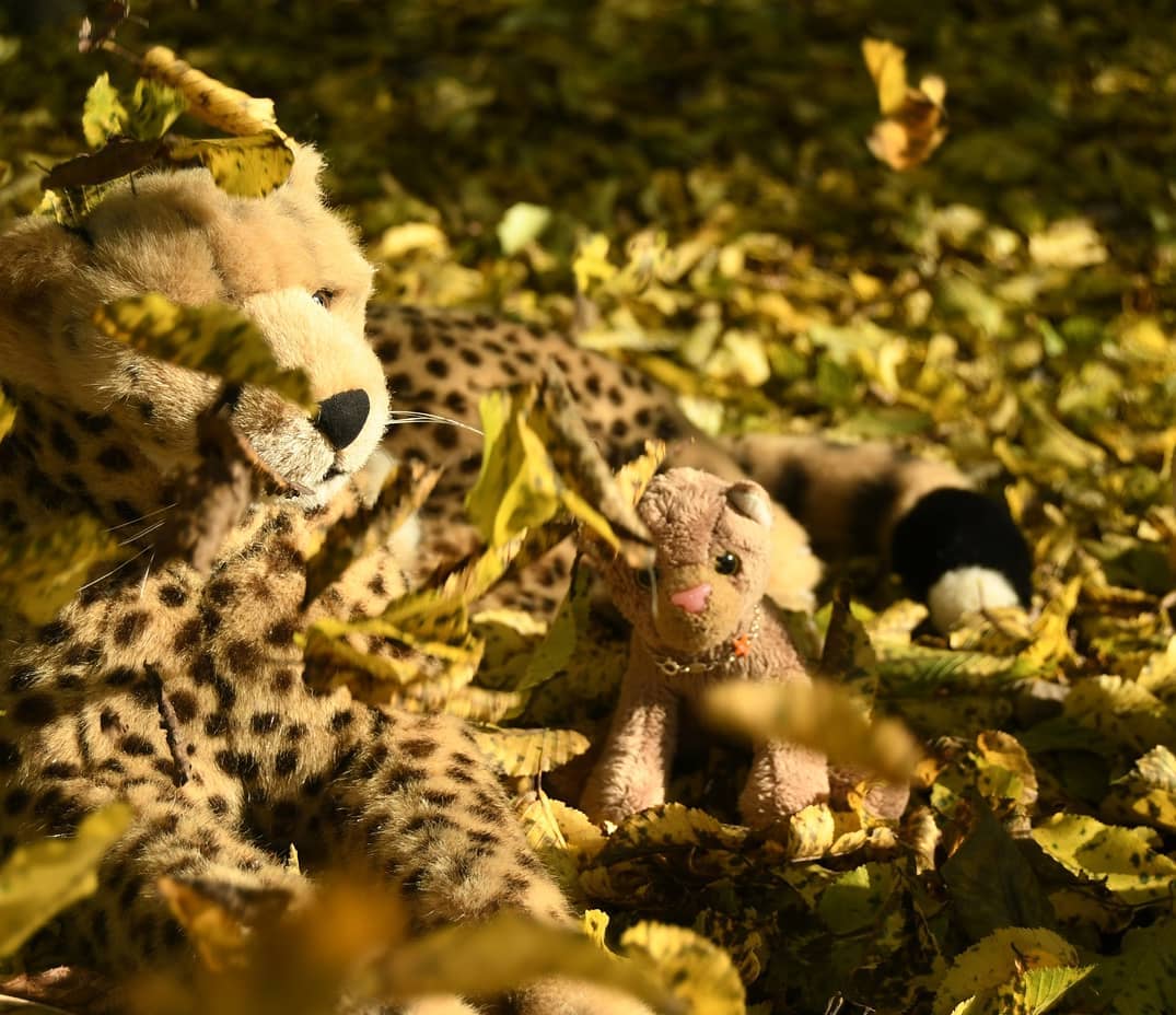 Photo by Juba Gepard on October 15, 2020.