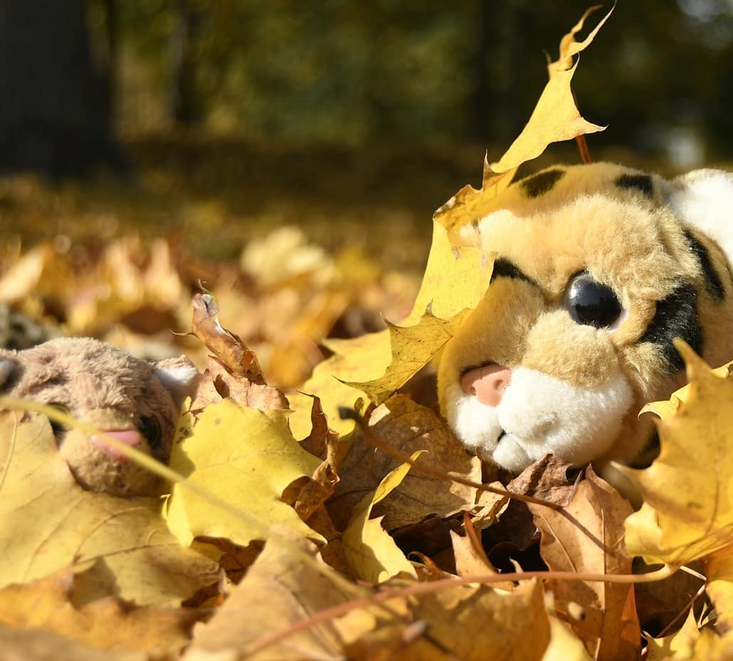 Photo by Juba Gepard on October 25, 2020.