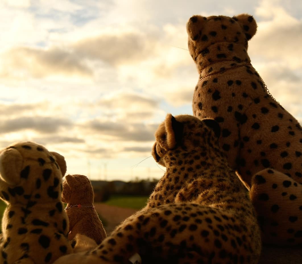 Photo by Juba Gepard on November 09, 2020.