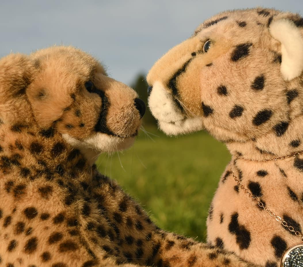 Photo by Juba Gepard on November 14, 2020.