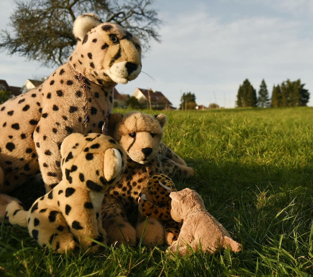 Photo by Juba Gepard on November 14, 2020.