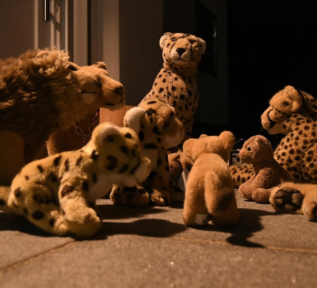 Photo by Juba Gepard on November 15, 2020.