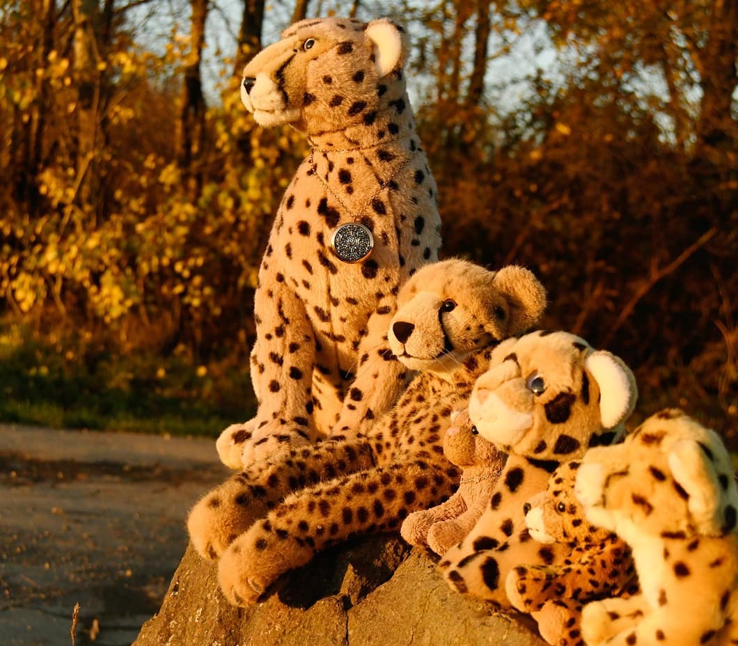 Photo by Juba Gepard on November 19, 2020.