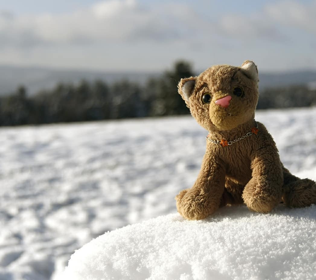 Photo by Juba Gepard on January 12, 2021.